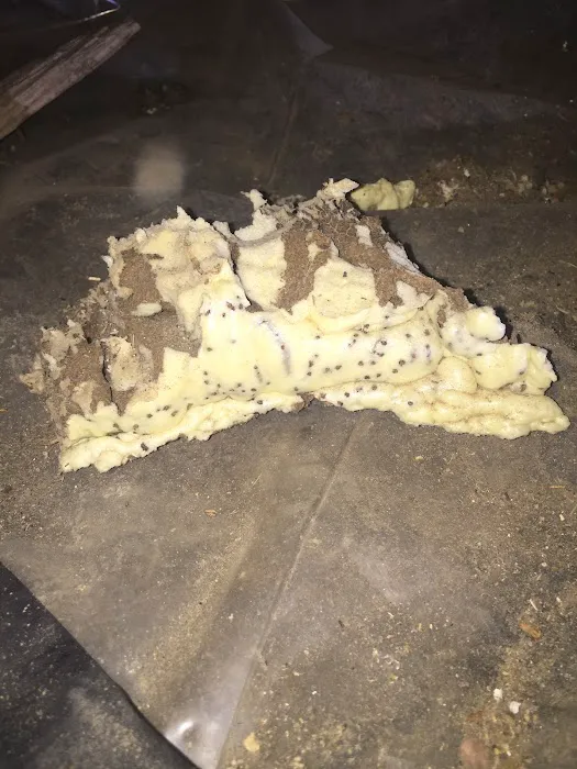 D2B Pest Control of Southern Indiana, LLC Picture 5