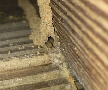 D2B Pest Control of Southern Indiana, LLC