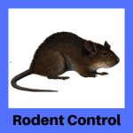 Ecology Pest Control