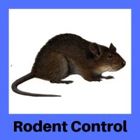 Ecology Pest Control ico