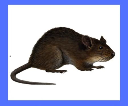 Ecology Pest Control