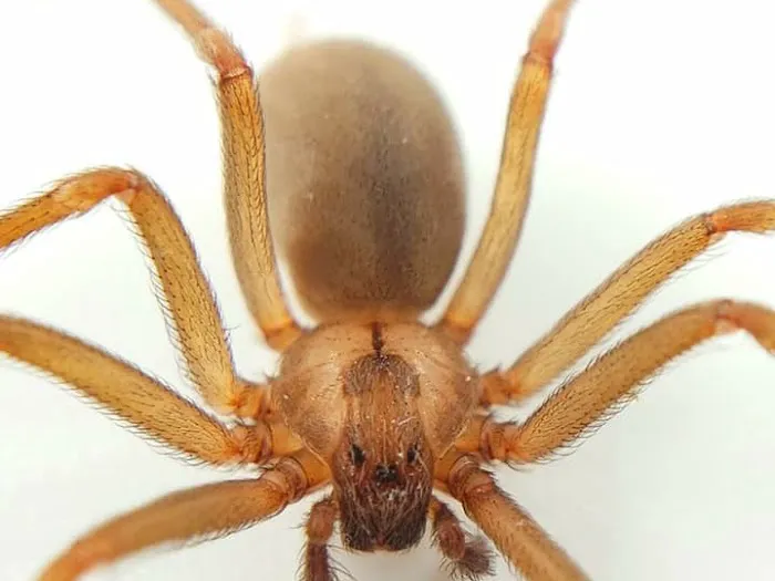 Swat Pest Management, Inc. Picture 4
