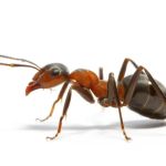 Swat Pest Management, Inc.