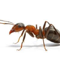 Swat Pest Management, Inc. ico