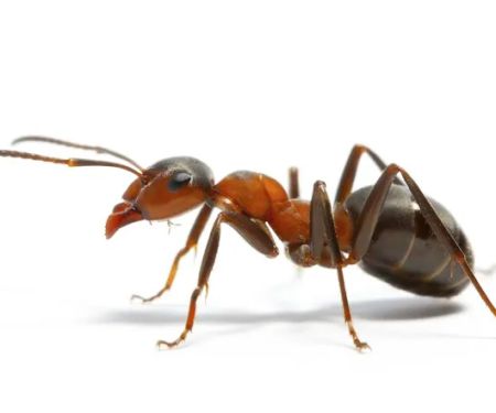 Swat Pest Management, Inc.