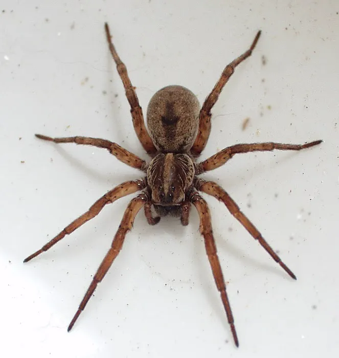 Swat Pest Management, Inc. Picture 3