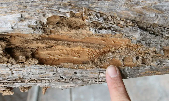 Arrow Termite & Pest Control Picture 4