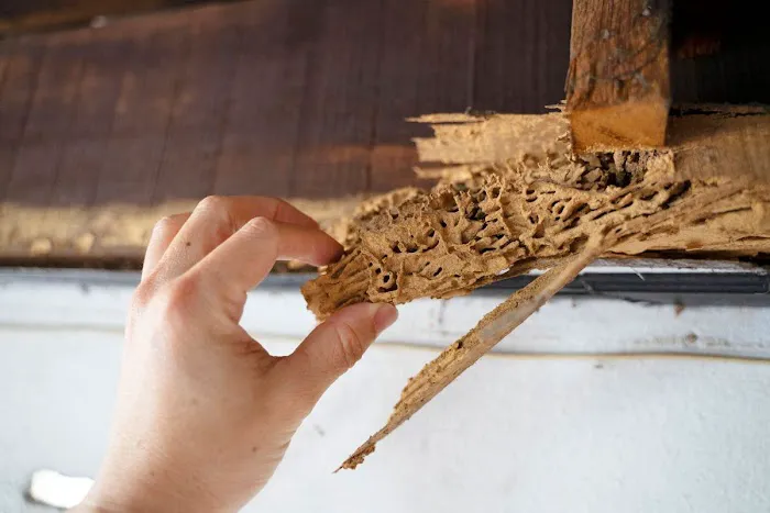 Arrow Termite & Pest Control Picture 9