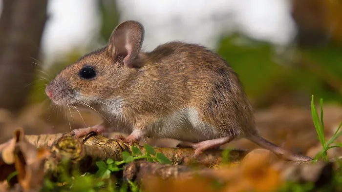 Action Pest Control Picture 9