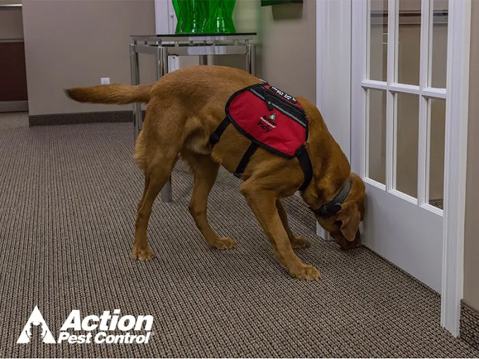 Action Pest Control Picture 7