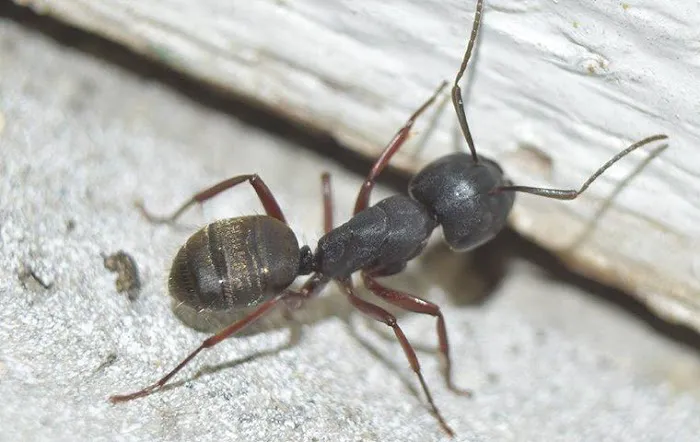 Action Pest Control Picture 1