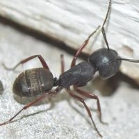 Action Pest Control ico