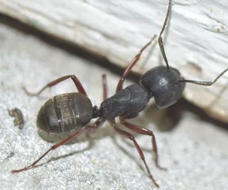 Action Pest Control
