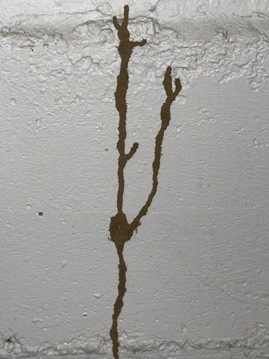 Yikes Pest Control Picture 4