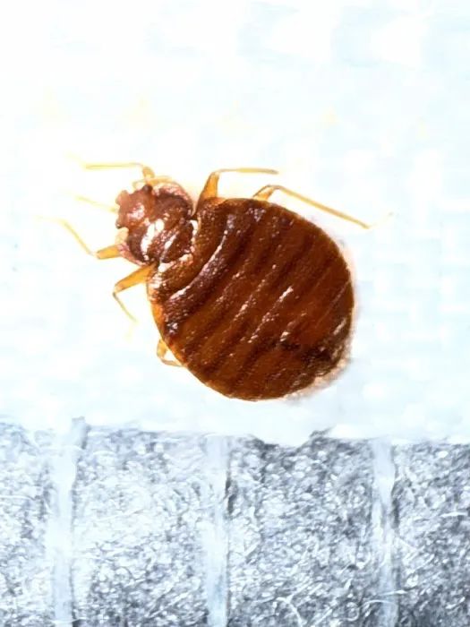 Yikes Pest Control Picture 1