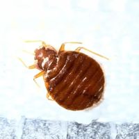 Yikes Pest Control ico