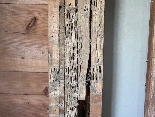 Yikes Pest Control Picture 10
