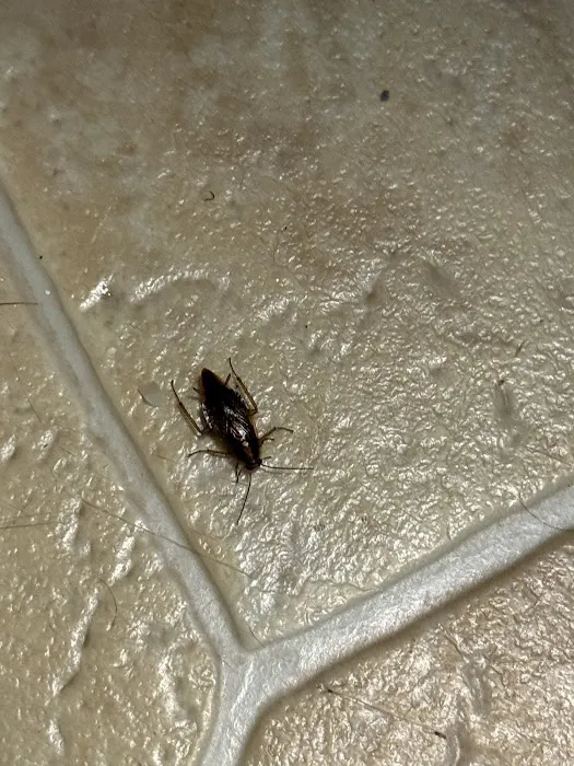 Yikes Pest Control Picture 6