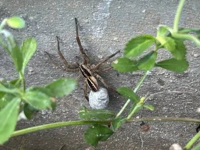 Yikes Pest Control Picture 3
