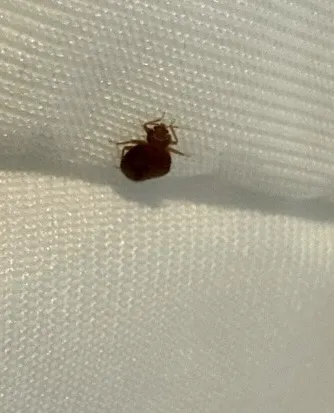 Yikes Pest Control Picture 7
