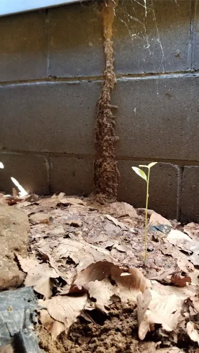 Tom's Termite & Pest Control Picture 1