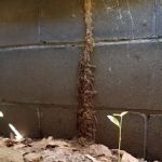 Tom's Termite & Pest Control