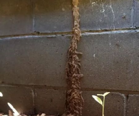 Tom's Termite & Pest Control