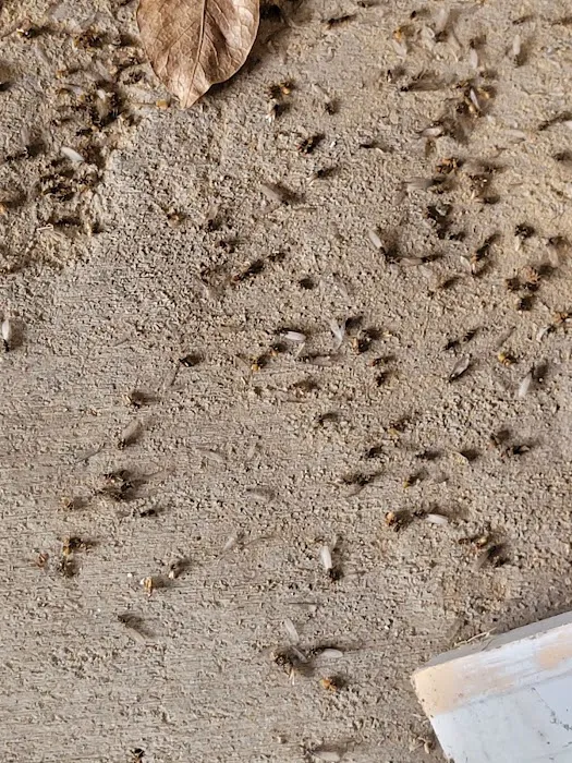 Tom's Termite & Pest Control Picture 7