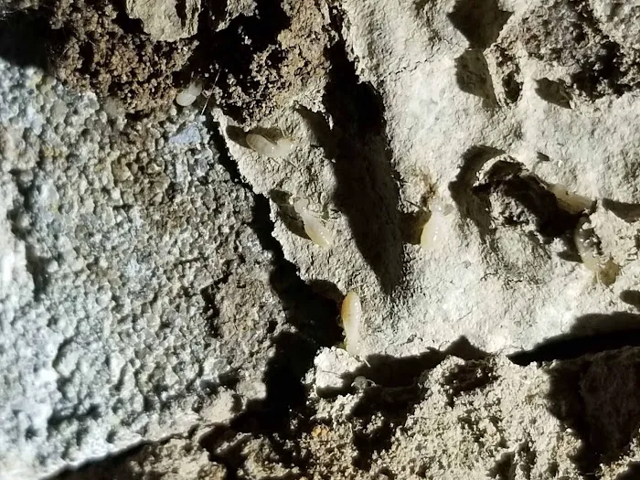 Tom's Termite & Pest Control Picture 10