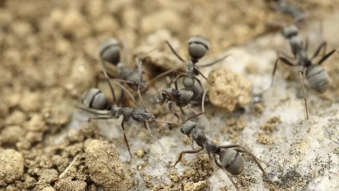 American Pest Management & Termite Picture 9