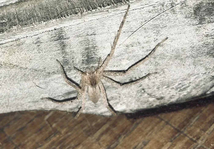 American Pest Management & Termite Picture 8
