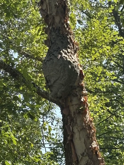 A Plus Pest and Wildlife Control Picture 6