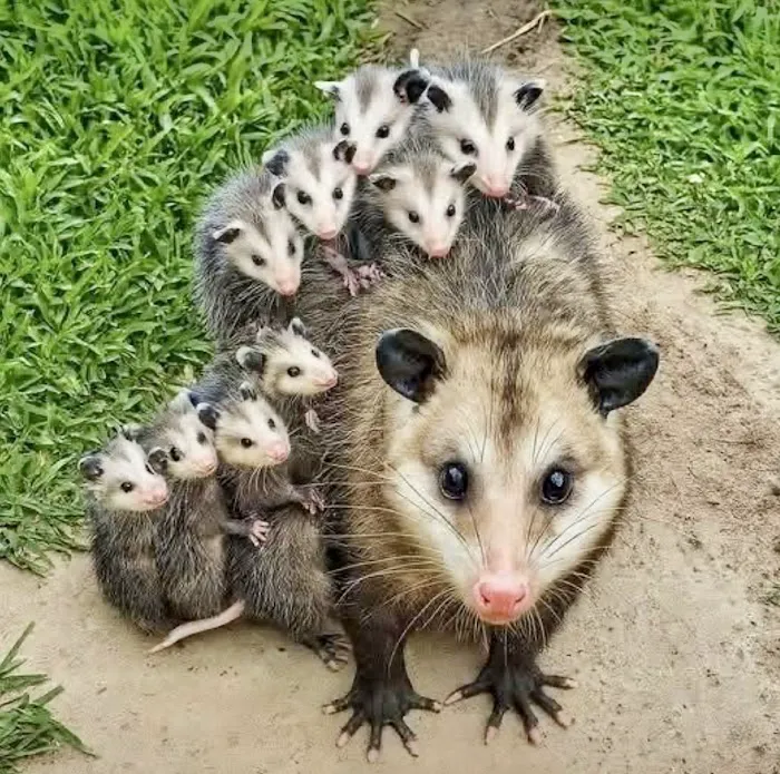 A Plus Pest and Wildlife Control Picture 2