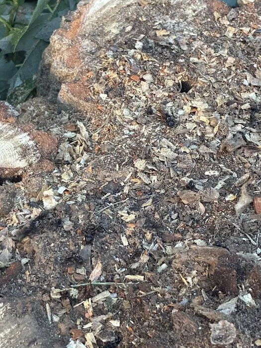 A Plus Pest and Wildlife Control Picture 1