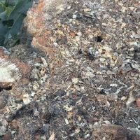 A Plus Pest and Wildlife Control ico