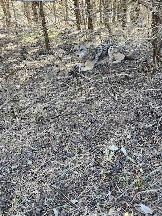 Bluegrass Wildlife Control, LLC Picture 1