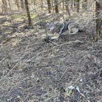 Bluegrass Wildlife Control, LLC ico
