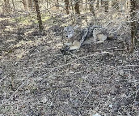 Bluegrass Wildlife Control, LLC