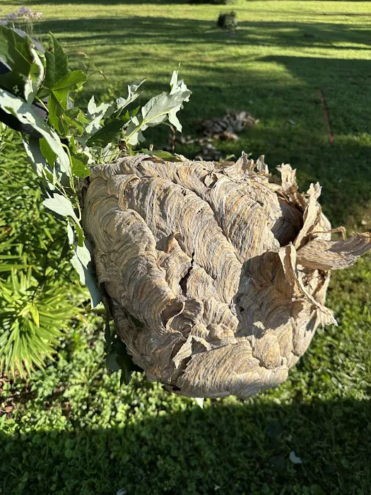 Knockout Pest Control Picture 6