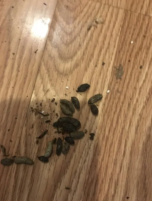 Family Pest And Wildlife Picture 10