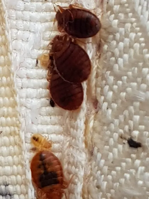 Family Pest And Wildlife Picture 1