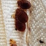 Family Pest And Wildlife
