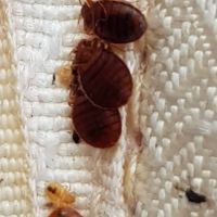 Family Pest And Wildlife ico
