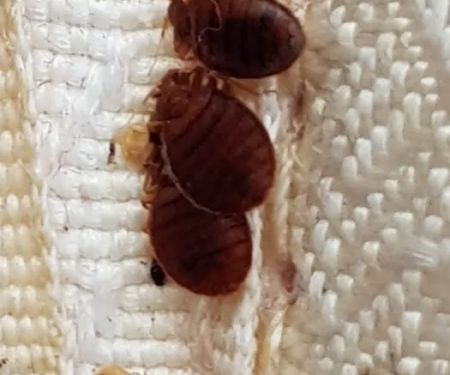 Family Pest And Wildlife