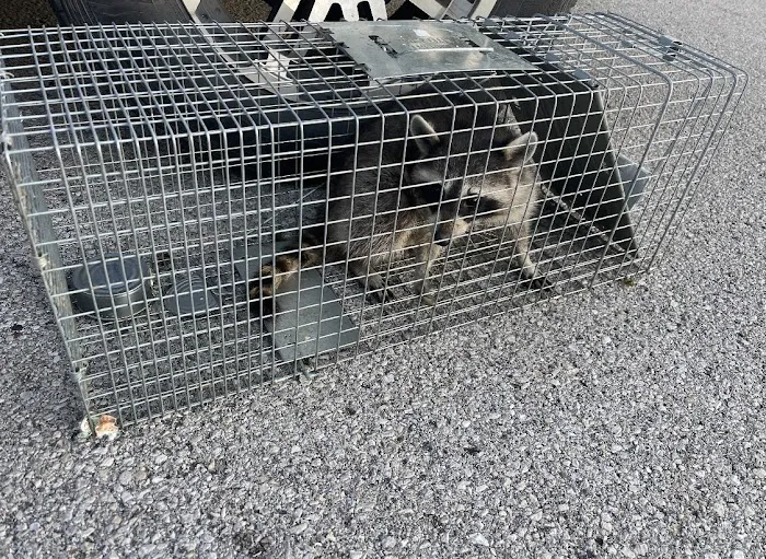 Family Pest And Wildlife Picture 4