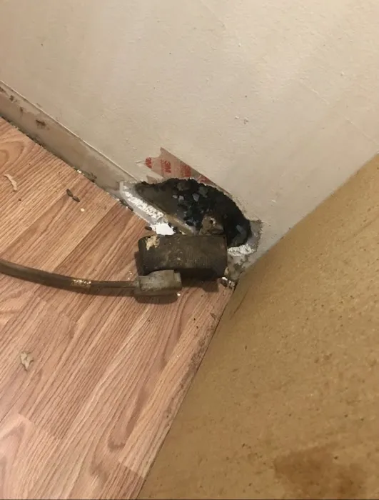 Family Pest And Wildlife Picture 2