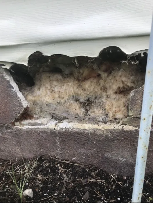 Family Pest And Wildlife Picture 6