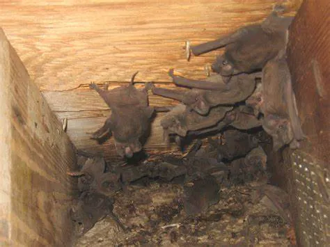 Family Pest And Wildlife Picture 7