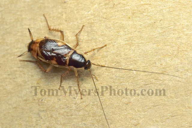 All-Rite Pest Control Picture 8