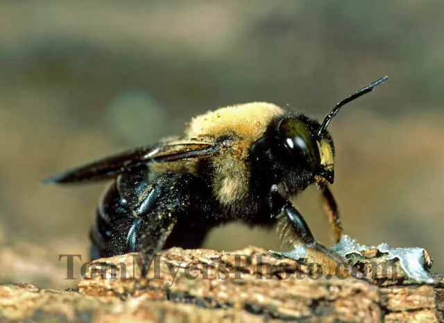 All-Rite Pest Control Picture 3